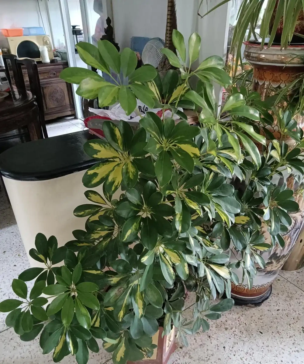 綠意盎然的鵝掌藤,既寓意著招財進寶,又寓意著吉祥幸福