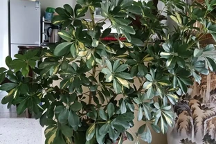 綠意盎然的鵝掌藤，既寓意著招財進寶，又寓意著吉祥幸福