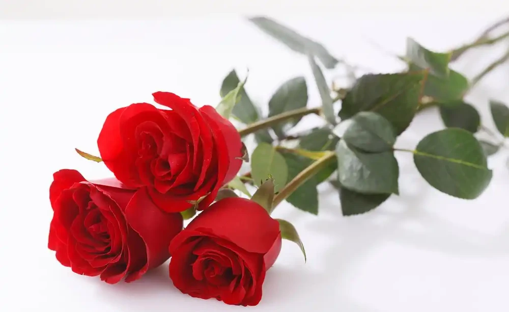 玫瑰花如何保鮮更長時間,推薦幾個小妙招