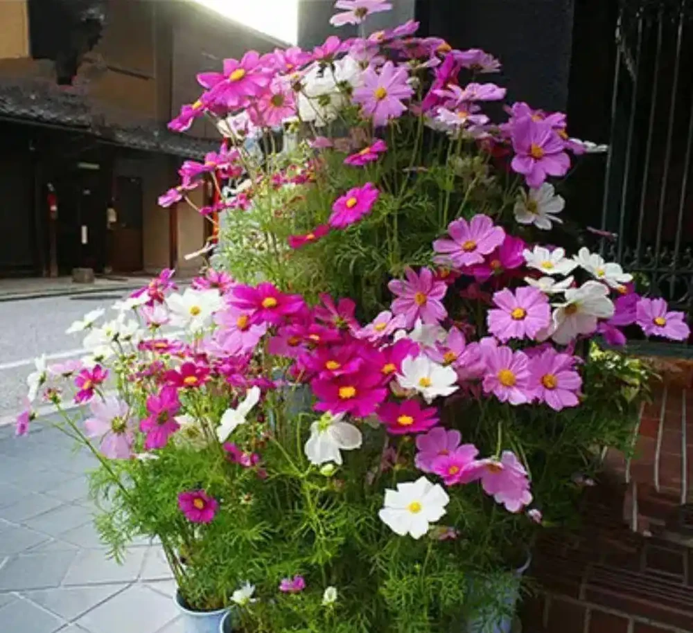 把這7種花扔在露臺上,「少搭理」反而長得歡,開花更多更嬌豔