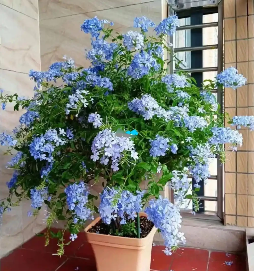 把這7種花扔在露臺上,「少搭理」反而長得歡,開花更多更嬌豔