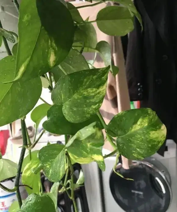 綠植界的「大忽悠」，都說黃金葛除甲醛，實際一點作用都沒有！