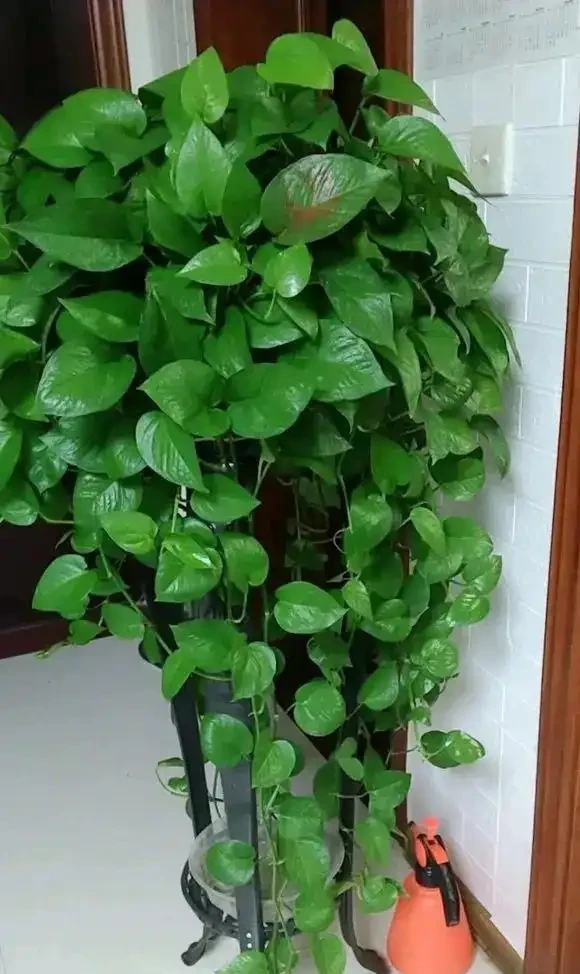 綠植界的「大忽悠」，都說黃金葛除甲醛，實際一點作用都沒有！