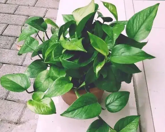 綠植界的「大忽悠」，都說黃金葛除甲醛，實際一點作用都沒有！