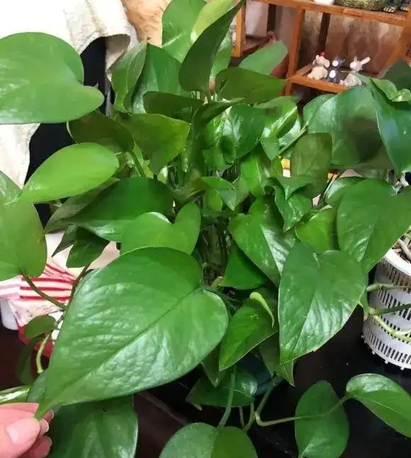 綠植界的「大忽悠」，都說黃金葛除甲醛，實際一點作用都沒有！