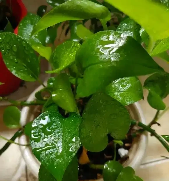 綠植界的「大忽悠」，都說黃金葛除甲醛，實際一點作用都沒有！