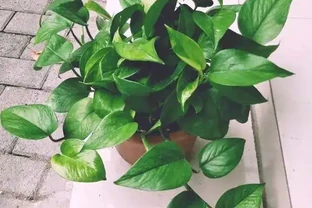 綠植界的「大忽悠」，都說黃金葛除甲醛，實際一點作用都沒有！