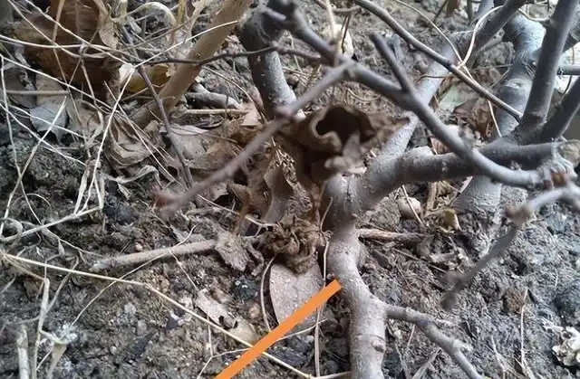 想要盆景長得快,僅靠肥水還不夠!瞭解這三點,盆景成型快!