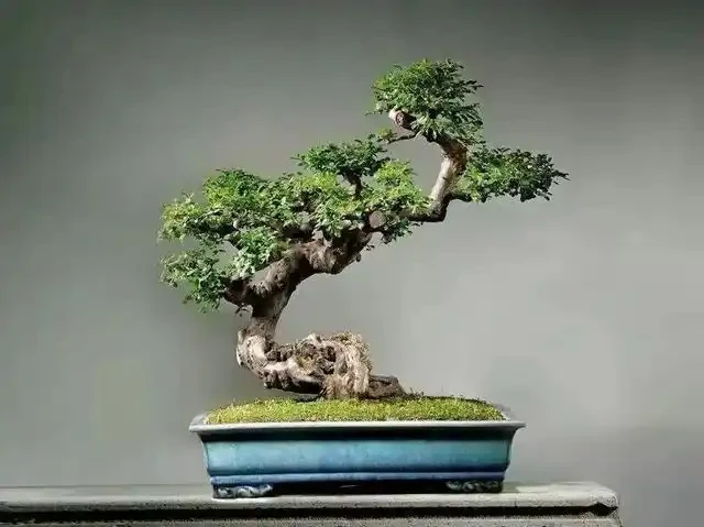 想要盆景長得快,僅靠肥水還不夠!瞭解這三點,盆景成型快!