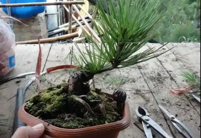 想要盆景長得快,僅靠肥水還不夠!瞭解這三點,盆景成型快!