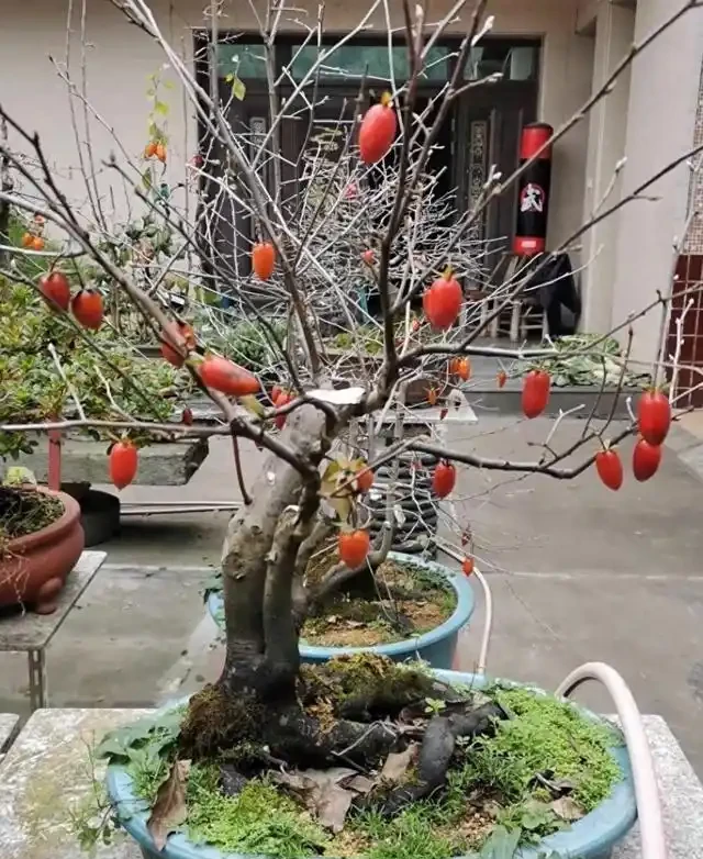 想要盆景長得快,僅靠肥水還不夠!瞭解這三點,盆景成型快!
