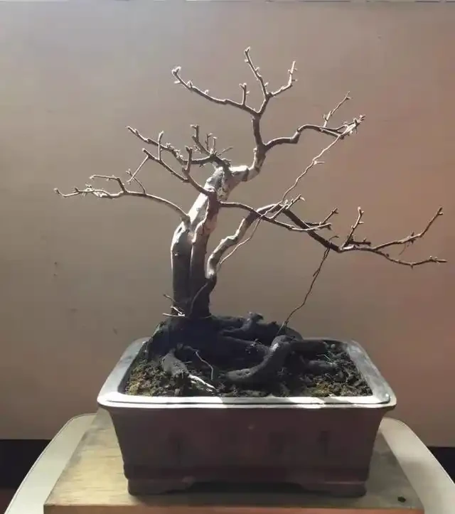想要盆景長得快,僅靠肥水還不夠!瞭解這三點,盆景成型快!