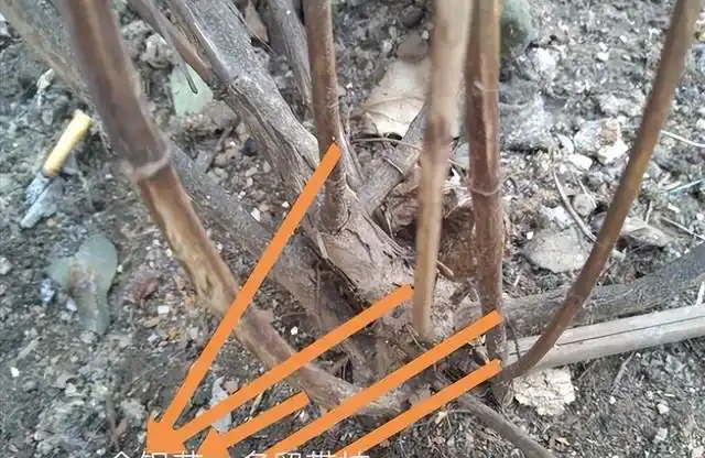 想要盆景長得快,僅靠肥水還不夠!瞭解這三點,盆景成型快!