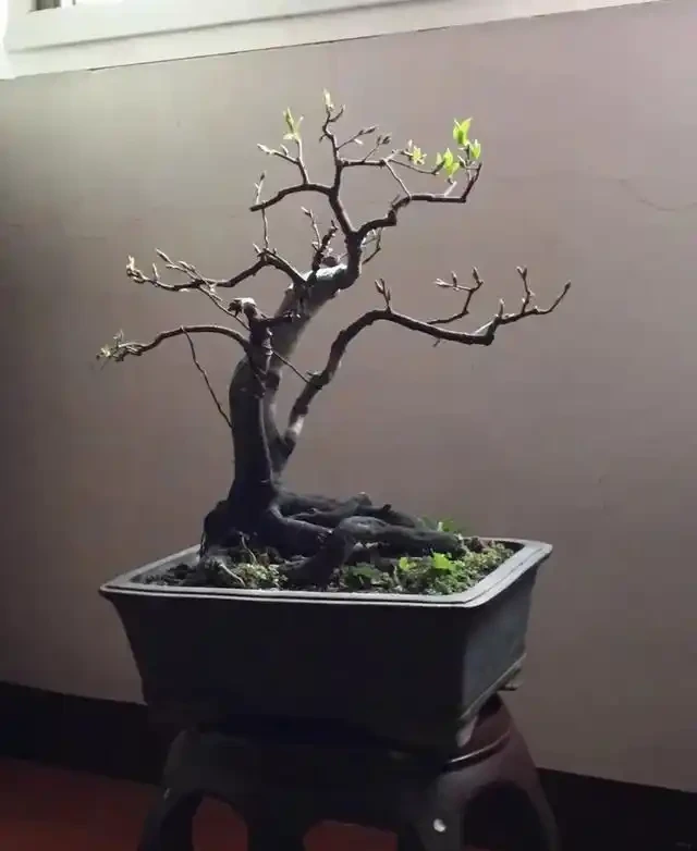 想要盆景長得快,僅靠肥水還不夠!瞭解這三點,盆景成型快!