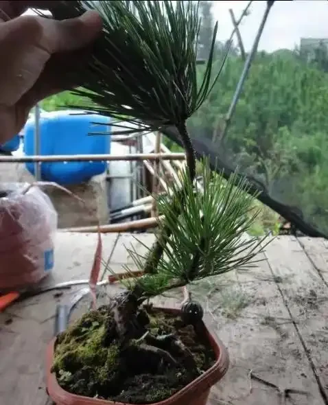 想要盆景長得快,僅靠肥水還不夠!瞭解這三點,盆景成型快!