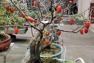 想要盆景長得快，僅靠肥水還不夠！瞭解這三點，盆景成型快！