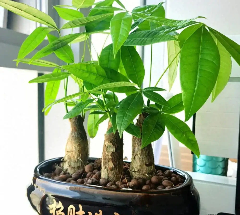 發財樹有3個「生長密碼」，很多人都不清楚，難怪不滿盆