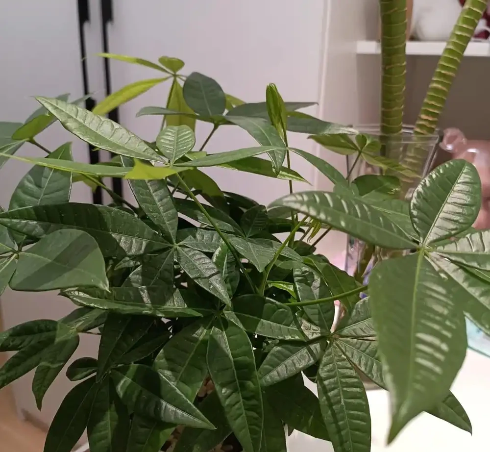 發財樹有3個「生長密碼」，很多人都不清楚，難怪不滿盆