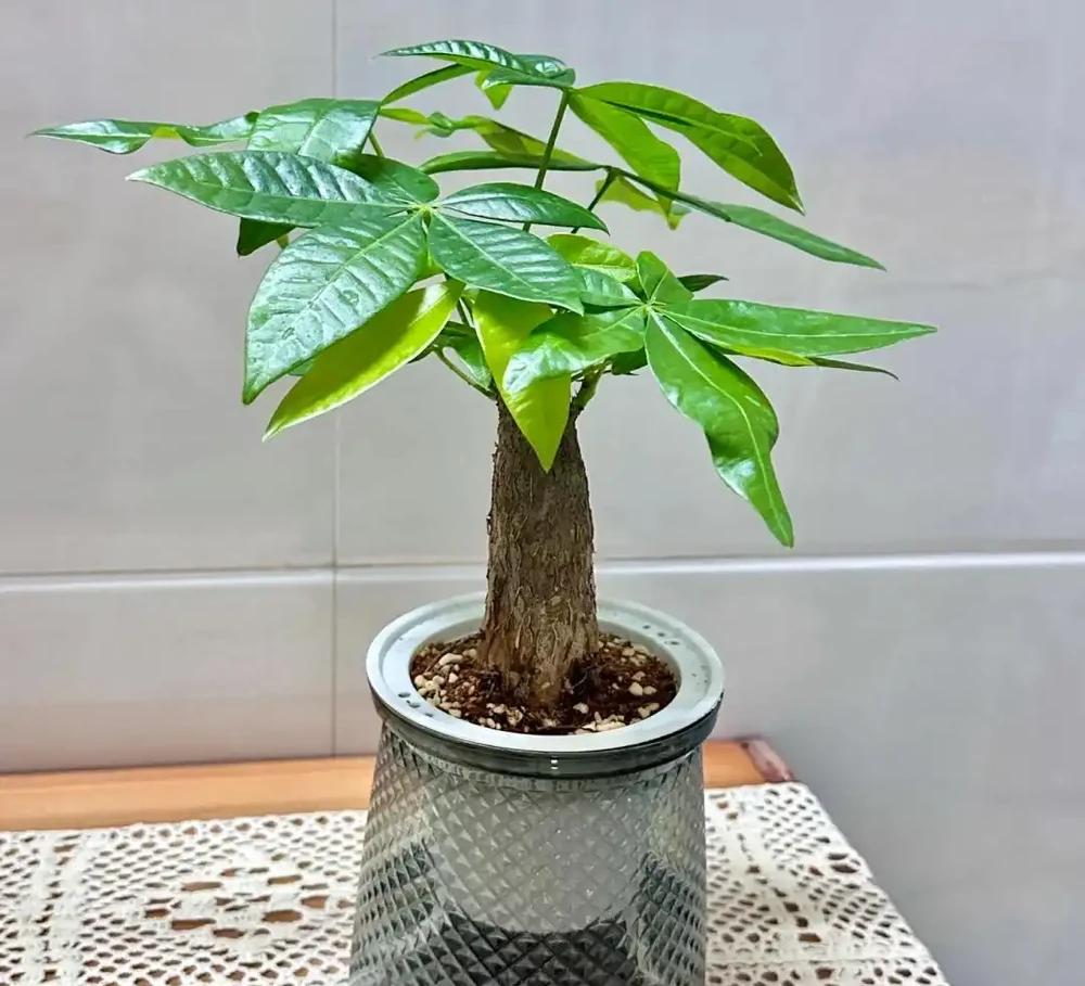發財樹有3個「生長密碼」，很多人都不清楚，難怪不滿盆