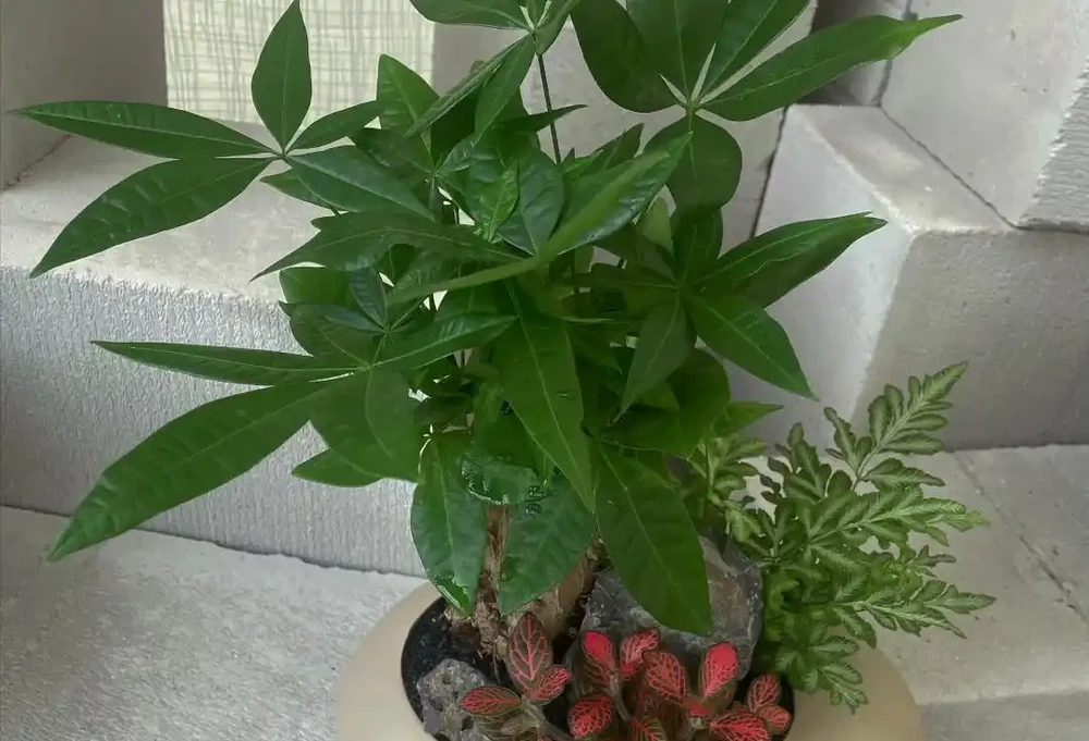 發財樹有3個「生長密碼」，很多人都不清楚，難怪不滿盆
