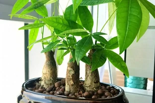 發財樹有3個「生長密碼」，很多人都不清楚，難怪不滿盆