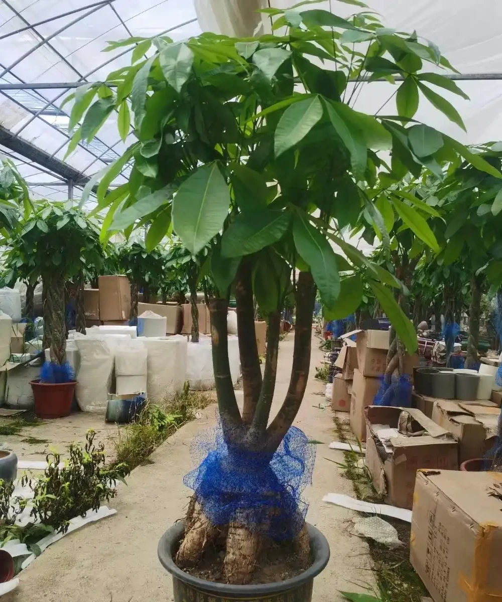 發財樹