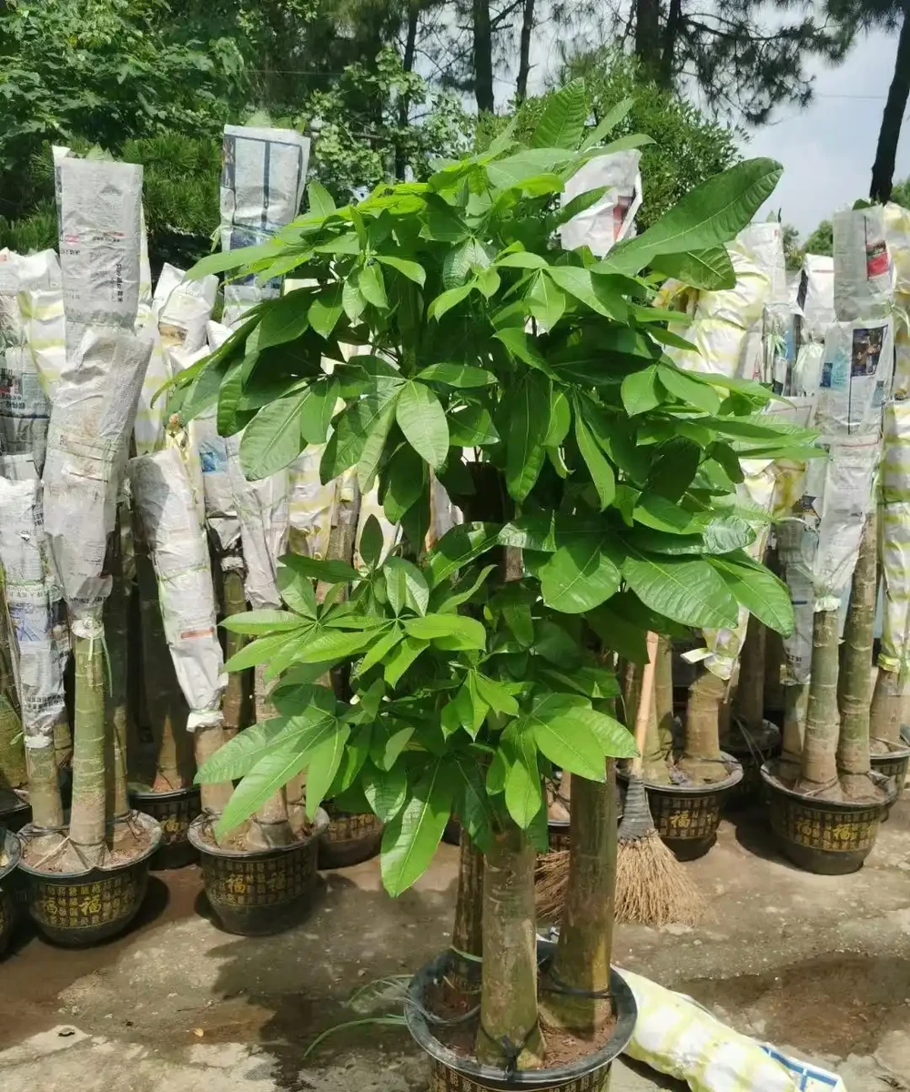 發財樹