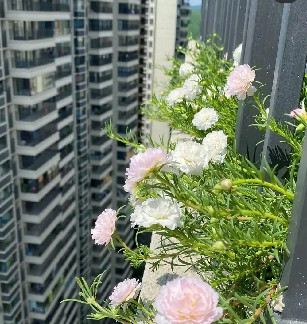 公認「好養」的10種花,開花期超長,開花漂亮,賞花停不下來