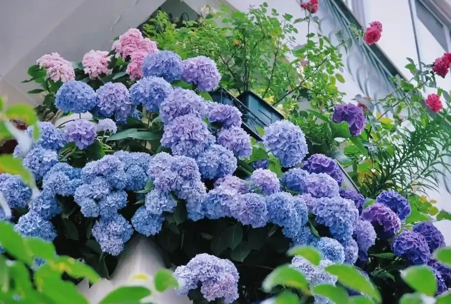 公認「好養」的10種花,開花期超長,開花漂亮,賞花停不下來