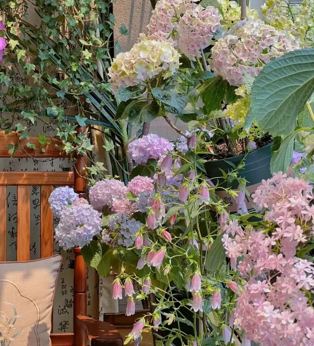 公認「好養」的10種花,開花期超長,開花漂亮,賞花停不下來