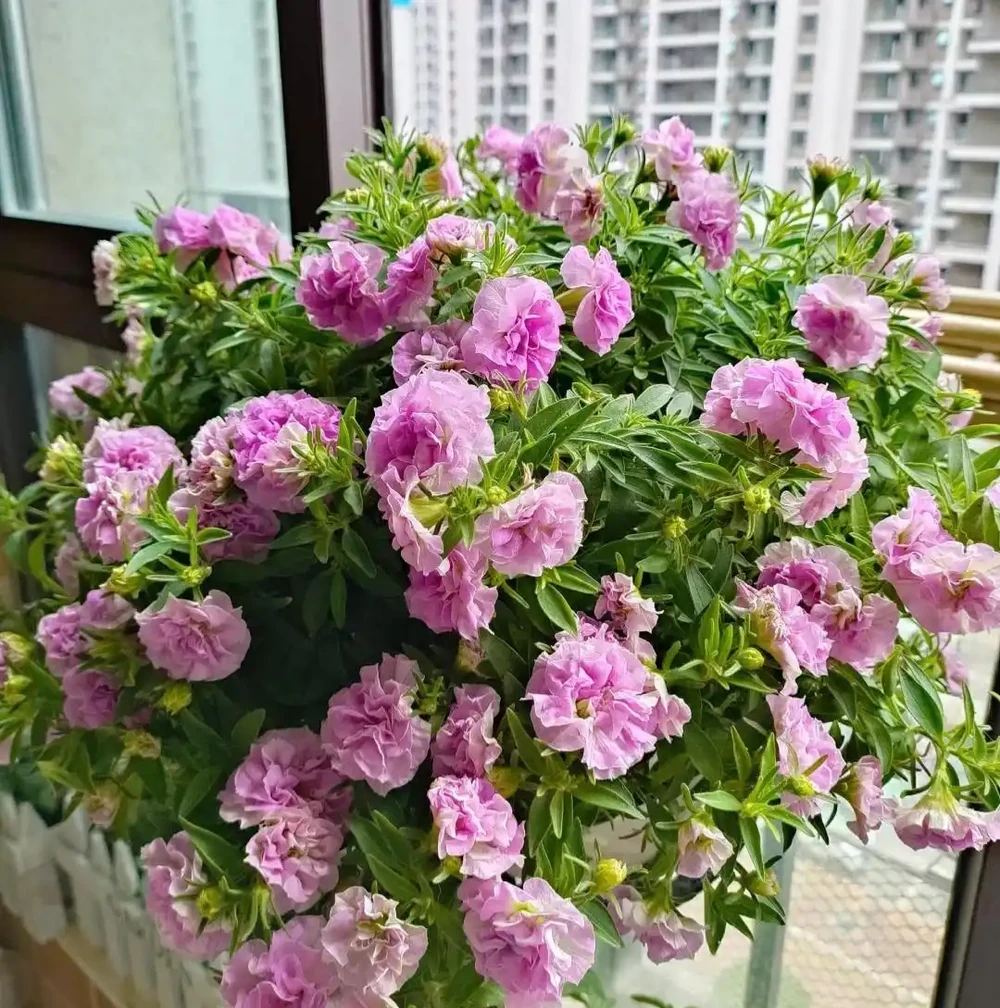公認「好養」的10種花,開花期超長,開花漂亮,賞花停不下來