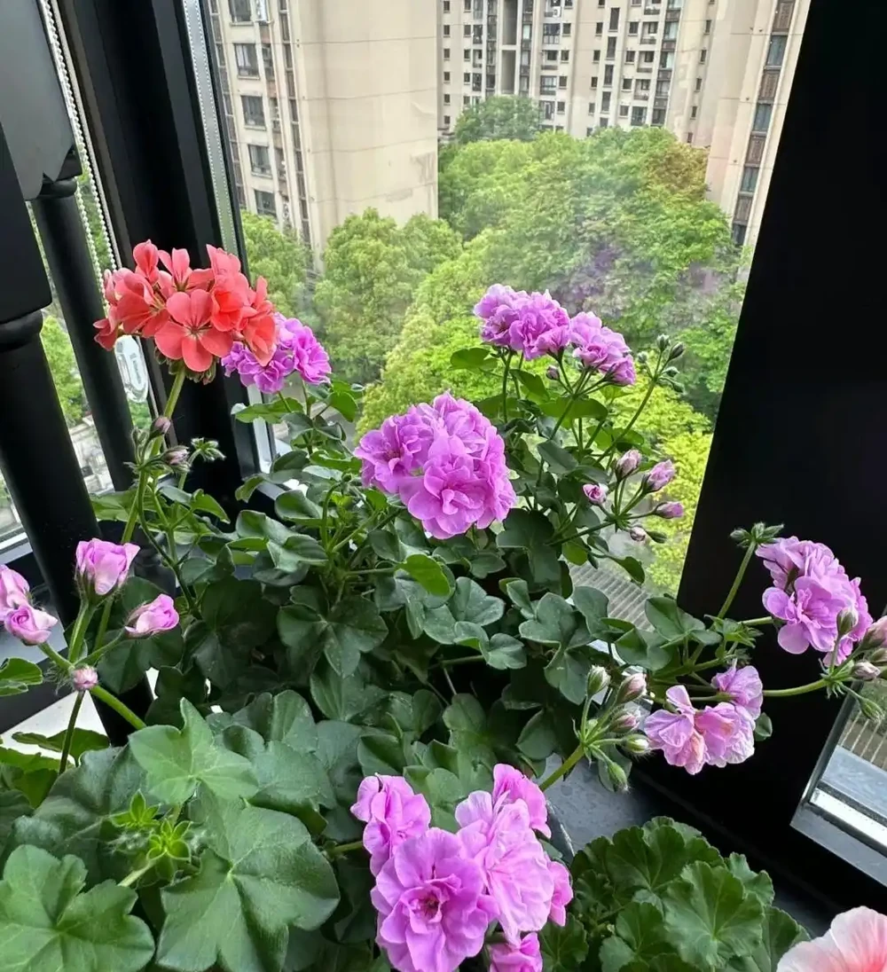 公認「好養」的10種花,開花期超長,開花漂亮,賞花停不下來