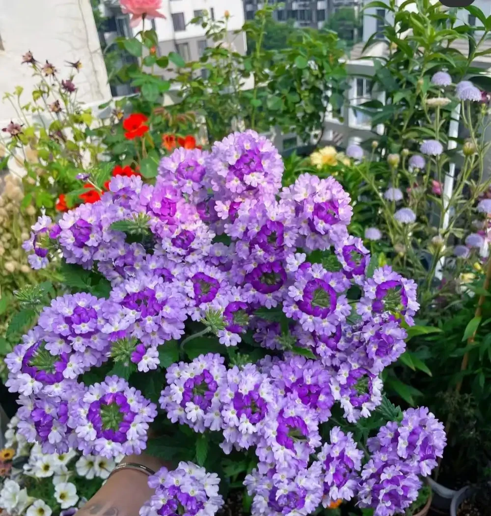 公認「好養」的10種花,開花期超長,開花漂亮,賞花停不下來