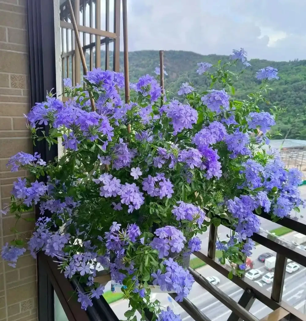 公認「好養」的10種花,開花期超長,開花漂亮,賞花停不下來