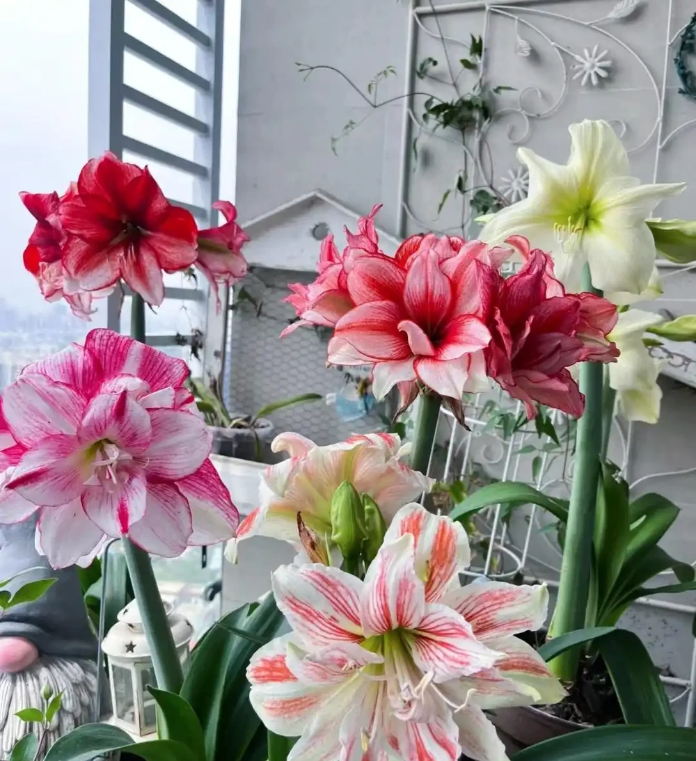 公認「好養」的10種花,開花期超長,開花漂亮,賞花停不下來