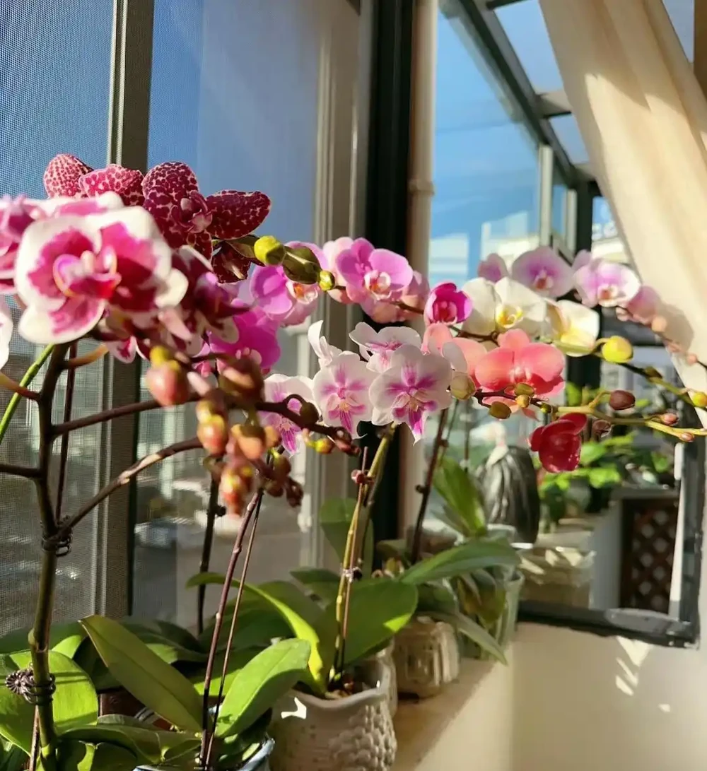 公認「好養」的10種花,開花期超長,開花漂亮,賞花停不下來