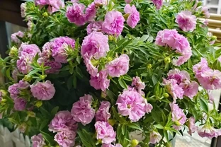 公認「好養」的10種花，開花期超長，開花漂亮，賞花停不下來
