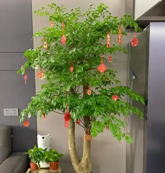 發現擺放一盆「幸福樹」在家,真的看起來幸福感滿滿,越大越好看