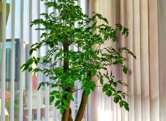 發現擺放一盆「幸福樹」在家,真的看起來幸福感滿滿,越大越好看