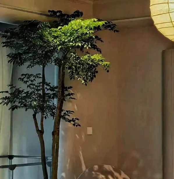 發現擺放一盆「幸福樹」在家,真的看起來幸福感滿滿,越大越好看