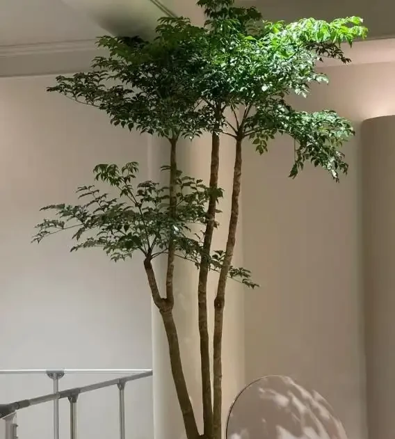 發現擺放一盆「幸福樹」在家,真的看起來幸福感滿滿,越大越好看
