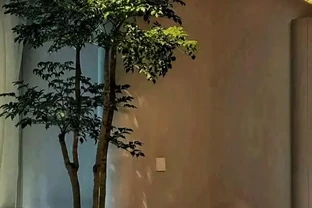 發現擺放一盆「幸福樹」在家，真的看起來幸福感滿滿，越大越好看