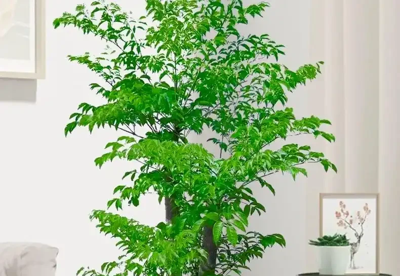 幸福樹