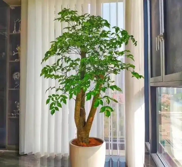 幸福樹