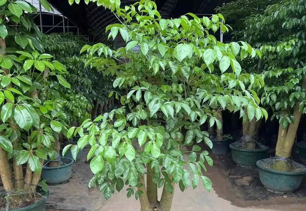 幸福樹