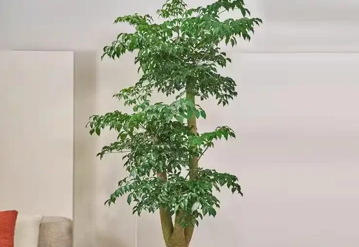 幸福樹