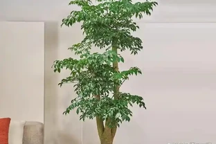 幸福樹葉子全部乾枯還能活嗎