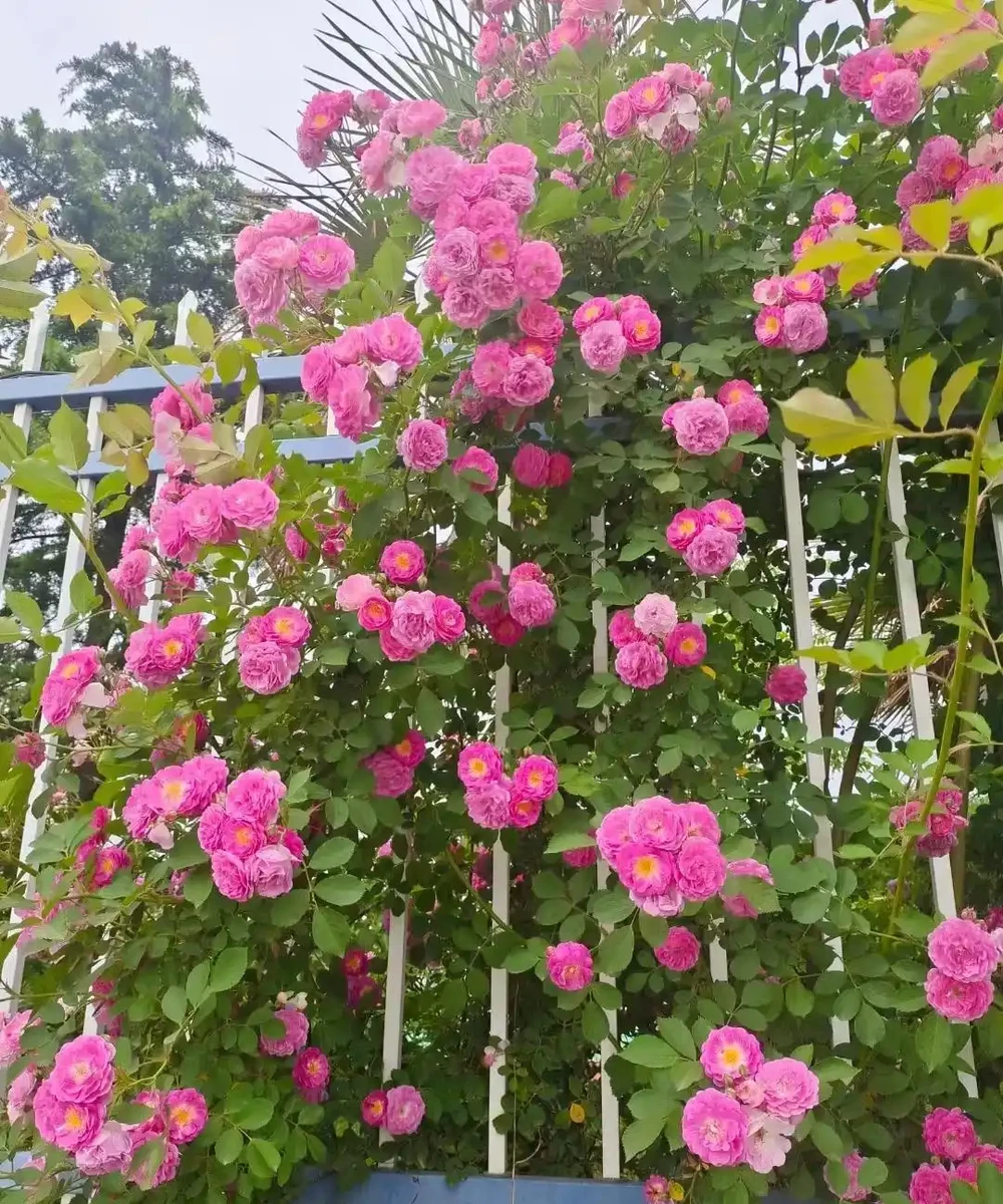 藤本玫瑰