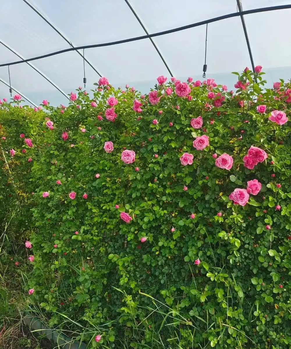 藤本玫瑰