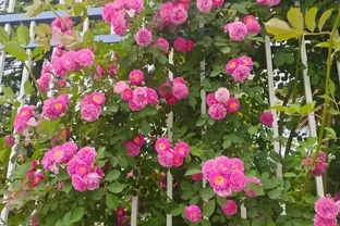藤本玫瑰什麼時候移植最好